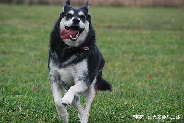 高端服饰辅料创新与功能性升级推动定制时尚发展(图3)