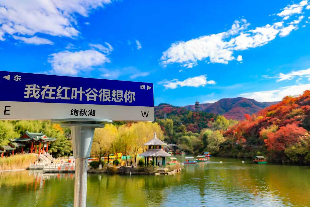 山东限定秋景上线“赏叶经济”正升温_今日头条_大众网(图2)